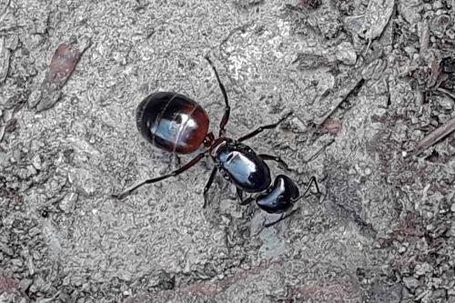 Réf. 327 923 : Camponotus ligniperda